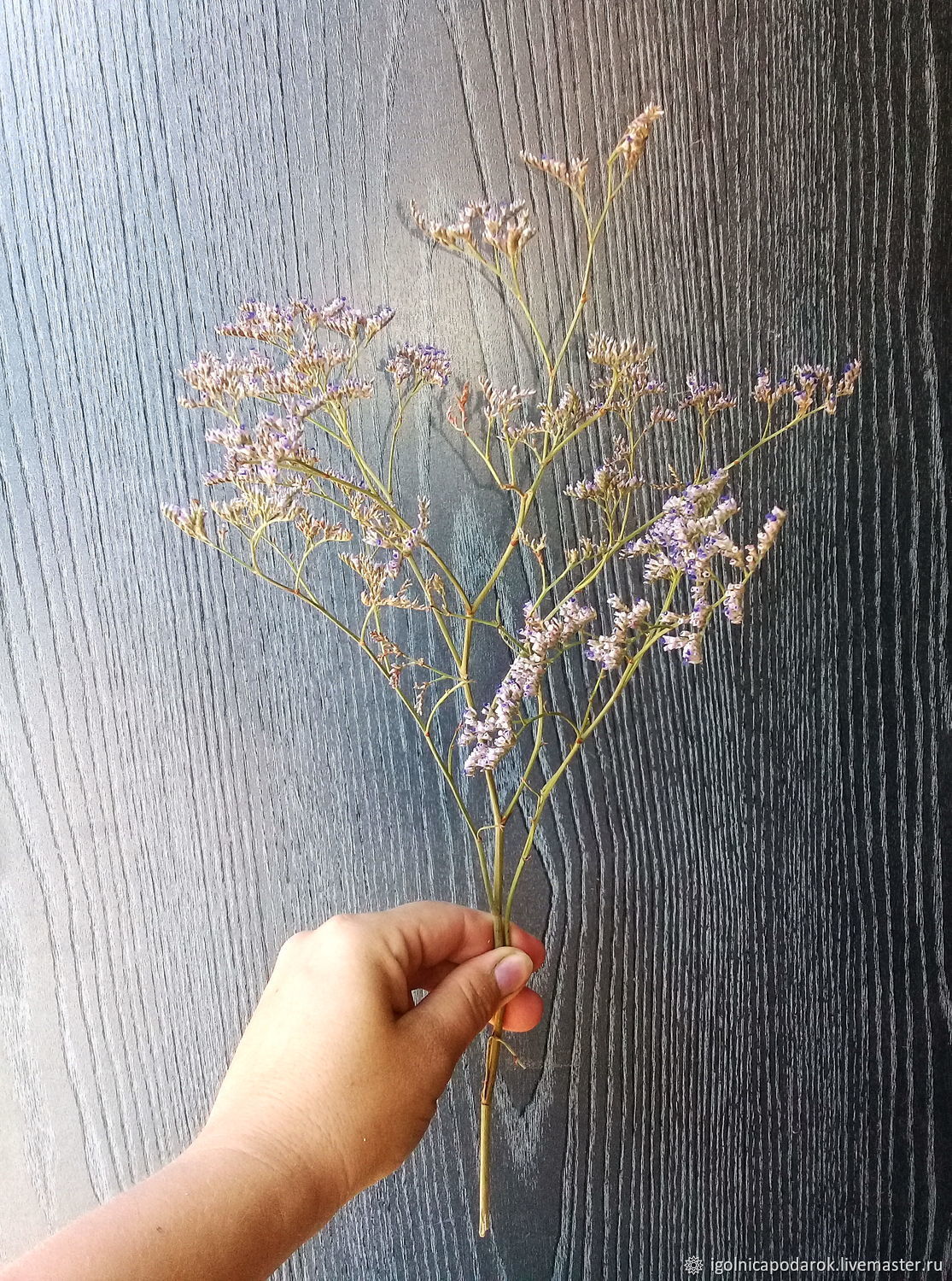 лимониум сиреневый. цветы статице кермек. лимониум лавандер. кермек сухоцвет. статице (кермек).