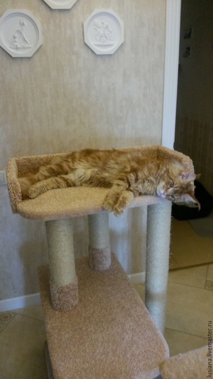 Bench for the Maine Coon. Cat scratch furniture for large cats buy