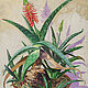  Aloe Agave. Oil painting, Pictures, Penza,  Фото №1