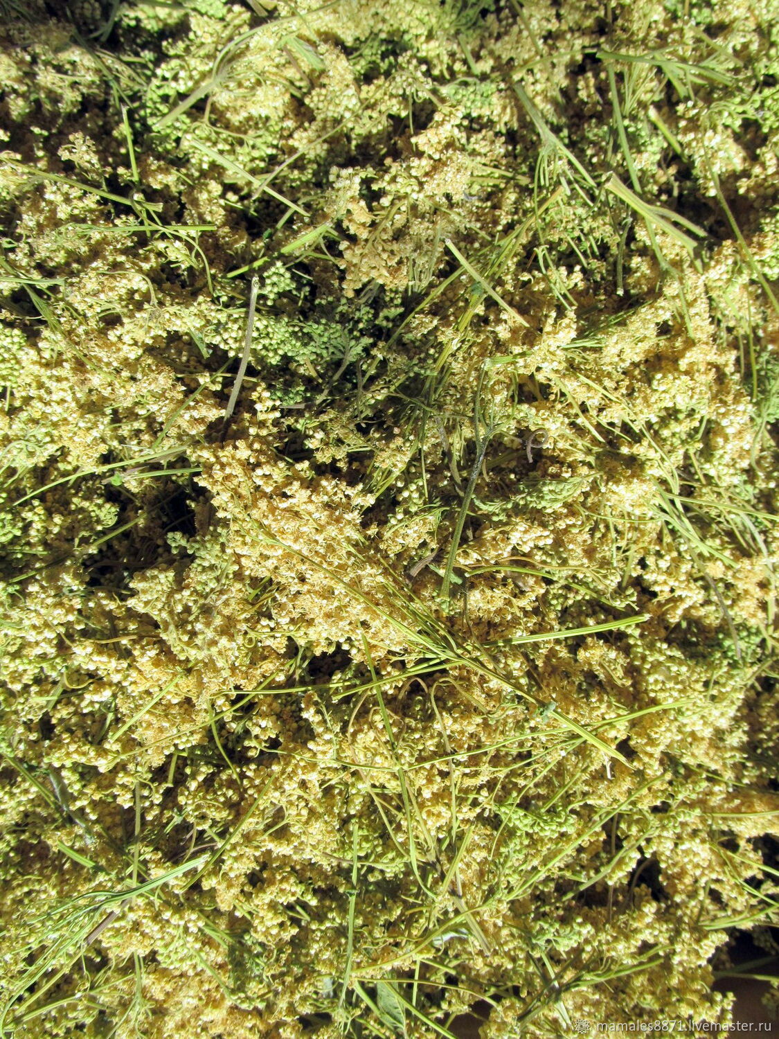 Таволга вязолистная, лабазник, цветы сушеные купить в интернет-магазине ...