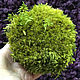 Order Stabilized moss forest tussock (0,5 kg) from the manufacturer. Антонина Литовкина - Озеленение (Планета Флористики). Livemaster. . Materials for floristry Фото №3