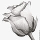 Заказать Картина Роза, рисунок розы серый белый графика карандаш. Юлия Рустамьян (Julrust). Ярмарка Мастеров. . Картины Фото №3