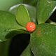 Natural coral beads orange polyvalence ball. Pendants. yakitoriya. Online shopping on My Livemaster.  Фото №2