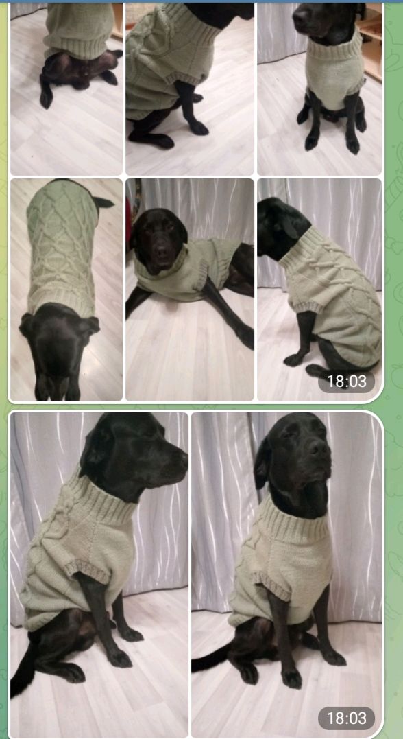 Вязаный свитер для собаки в интернет-магазине Ярмарка Мастеров по цене ...