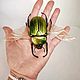 Cetonia Aurata. Золотистая бронзовка (фигурка). Статуэтки. Букашки. Ярмарка Мастеров.  Фото №5