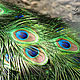 Peacock feather 3 pcs, Natural materials, Moscow,  Фото №1