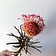 Леукоспермум сухоцвет. Сухоцветы для творчества. b.g.shishki - сухоцветы и природный декор. Ярмарка Мастеров.  Фото №4