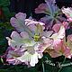 Попугайный тюльпан из холодного фарфора, Цветы, Калининград,  Фото №1