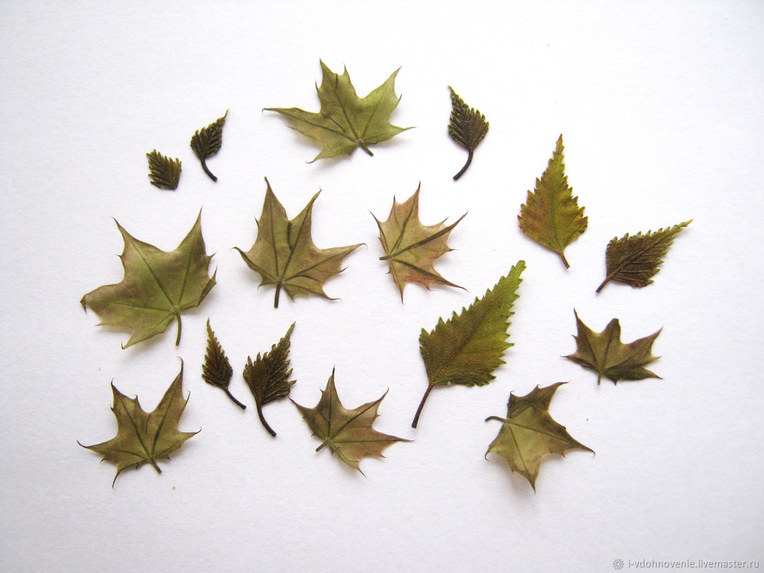 Песня лист зеленый лист резной. Плоский лист. Мелкие листики. Сухоцветы с плоскими листьями. Кленовые и березовые листочки.