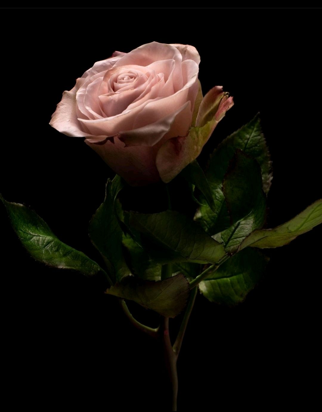 Розы в технике Холодный фарфор, Цветы, Москва,  Фото №1