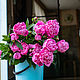 Oily and combination of peony pink, Tonics, Stavropol,  Фото №1