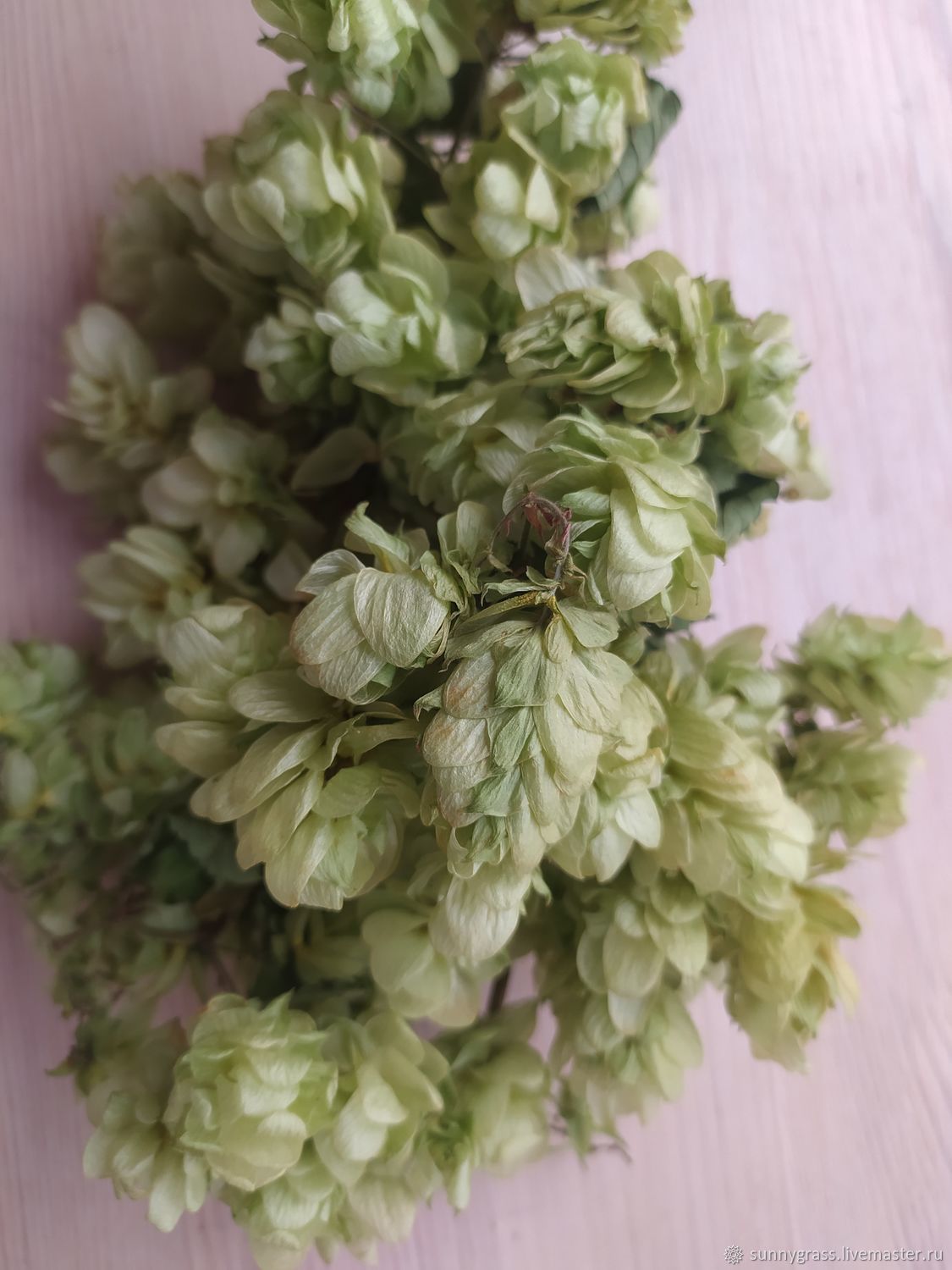 Семена Шишки Хмеля Купить