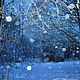 Order The first snow. 'My s Muhtarom'. Livemaster. . Fine art photographs Фото №3
