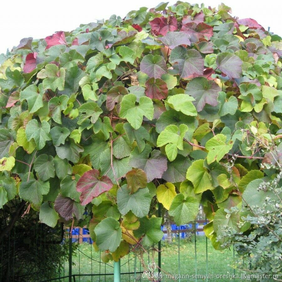 Виноград амурский саженец. Виноград Амурский. Vitis amurensis. Виноград Амурский прорыв. Амурский виноград в Подмосковье.