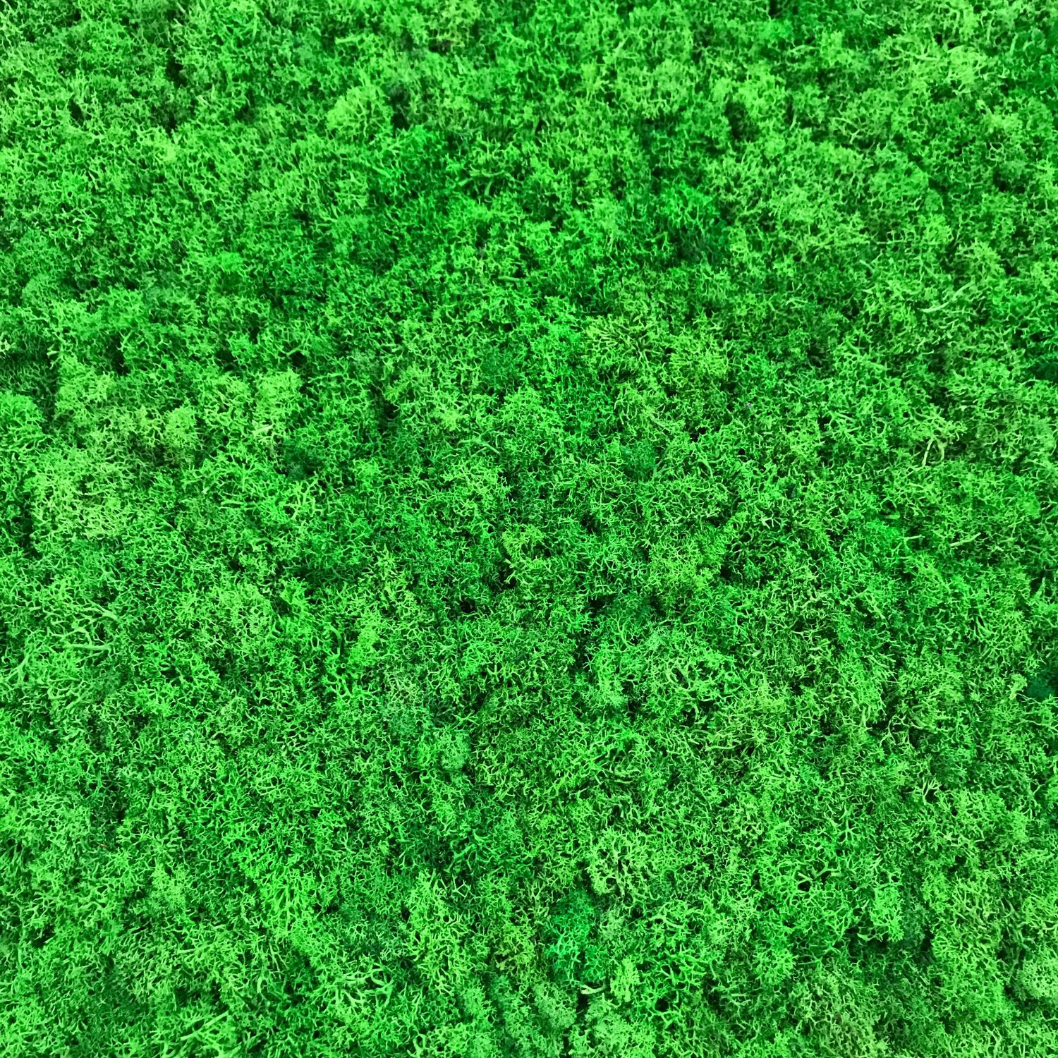 Стабилизированный мох, зеленый
