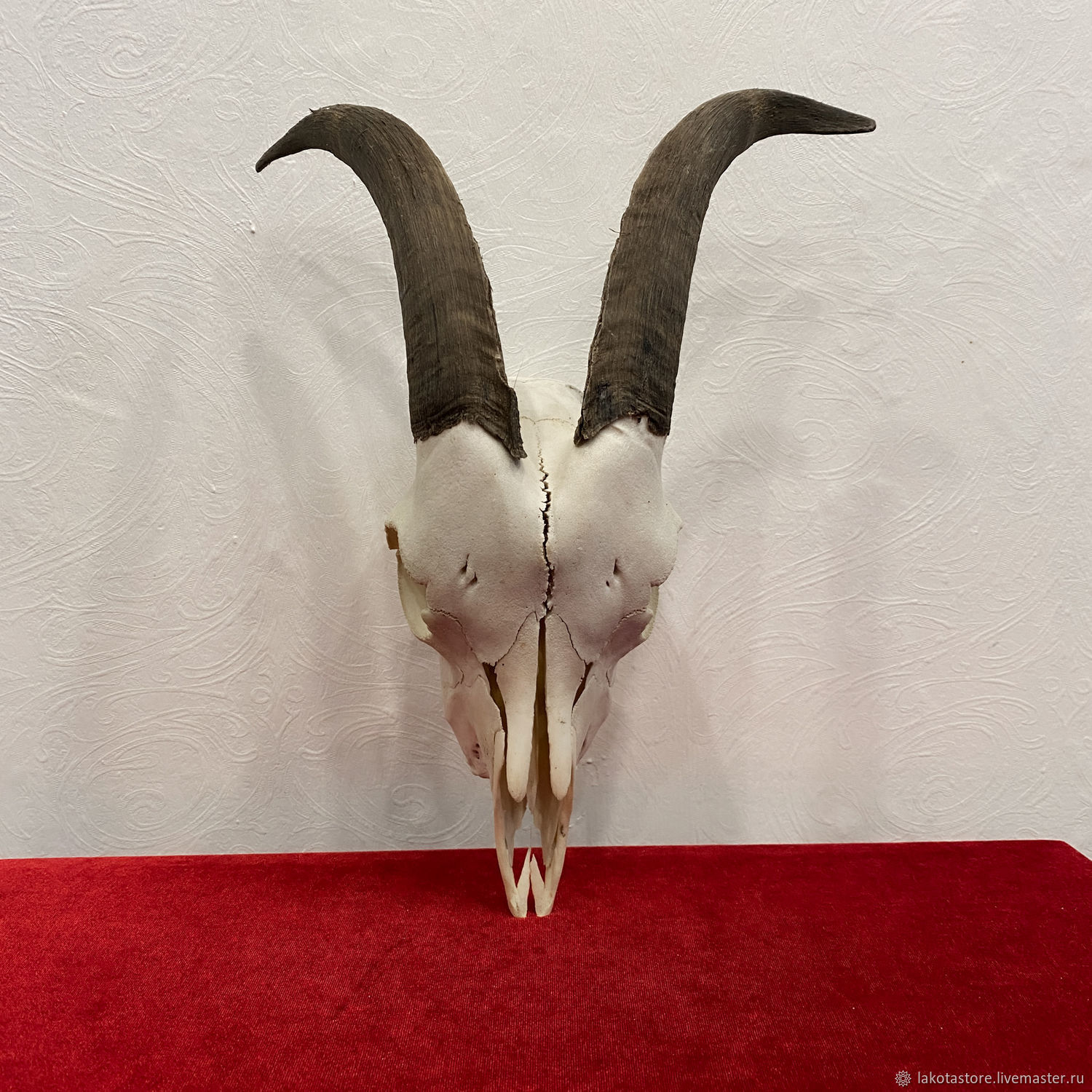 The skull of a goat, Ritual attributes, Moscow,  Фото №1