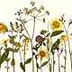 Набор растений плоской сушки № 23, луговые травы, Сухоцветы для творчества, Грайворон,  Фото №1