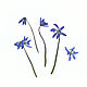 Пролеска цветы сухие плоские 2024 г. гербарий  синий, Сухоцветы для творчества, Краснодар,  Фото №1