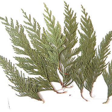 Материалы для творчества ручной работы. Ярмарка Мастеров - ручная работа Веточки туи 8 шт.. Handmade.