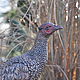 Pheasant is a large statuette for the garden and interior of a Country Chalet, Garden figures, Azov,  Фото №1