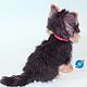 el bebé yorkshire terrier'ratoncito'. Key chain. Anna Petinati. My Livemaster. Фото №5