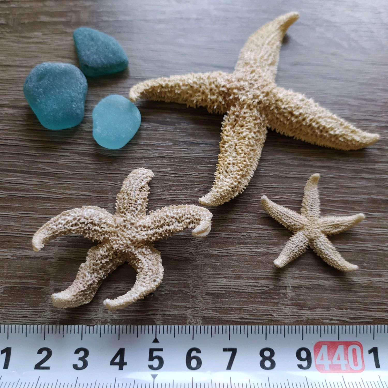 Морские звёзды – купить на Ярмарке Мастеров – ST1HQRU | Природные ...