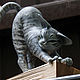 Figure 'Vaska the CAT', a papier-mache grey cat figurine. Figurines. Revkova Tatyana figurki, dekor (figurki-sculpt). Ярмарка Мастеров.  Фото №4