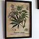 Cannabis: a botanical illustration in retro style, Pictures, Krasnodar,  Фото №1