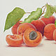 'Marvelous apricots', oil painting, still-life, Hyper-realism, Pictures, Novosibirsk,  Фото №1