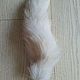 The tail of the Finnish arctic fox is white / natural fur, Fur, Moscow,  Фото №1