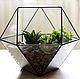 Order The Floriana with artificial succulents. the Floriana with succulents. Glass Flowers. Livemaster. . Plants Фото №3