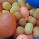 Киндер яйца, , Климовск,  Фото №1