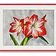 Bright red amaryllis hippeastrum watercolor painting flowers. Pictures. marselart. Online shopping on My Livemaster.  Фото №2