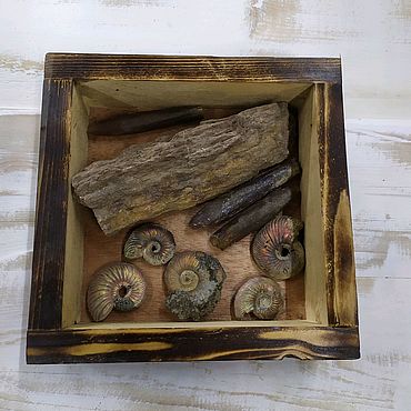 Украшения ручной работы. Ярмарка Мастеров - ручная работа Подарок палеонтологу из окаменелостей. Handmade.