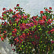 Red roses Original oil painting, Pictures, Anapa,  Фото №1