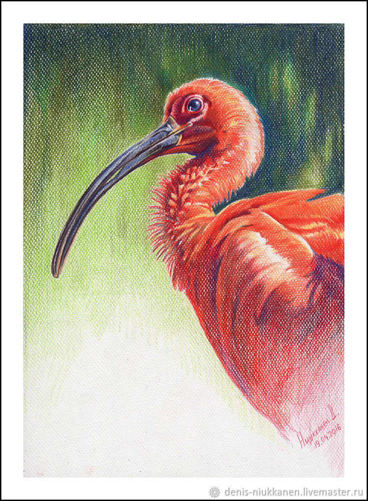 Ibis painting. Птицы цветными карандашами. ПИИУЫ.цветными карандашами. Рисунки птиц цветными карандашами. Ибис картина.