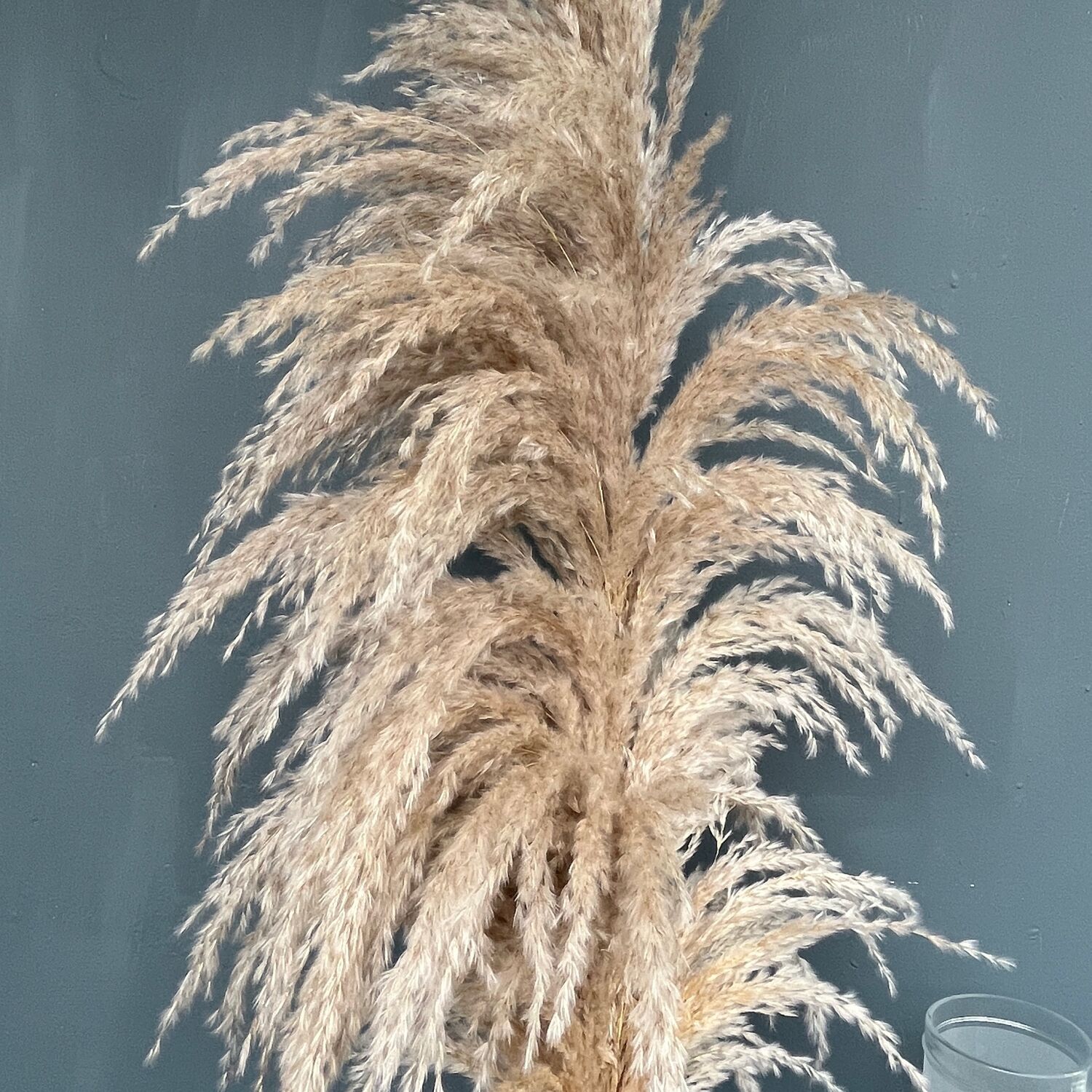 Пампасная трава 7 шт Премиум букет в интернет-магазине на Ярмарке ...