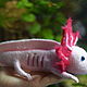 Order felt toy: The axolotl. Игрушки- Теплушки (felting). Livemaster. . Felted Toy Фото №3