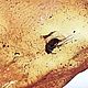 Коллекционный камень янтаря с инклюзом (насекомым). Камни. Виктория (podaro4ek22). Ярмарка Мастеров.  Фото №6