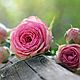 Гидролат  розы 1литр-700р .100мл-215руб, Гидролаты, Симферополь,  Фото №1