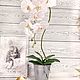 Орхидея фаленопсис, Композиции, Барнаул,  Фото №1