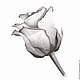 Картина Роза, рисунок розы серый белый графика карандаш, Картины, Москва,  Фото №1