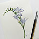 Freesia, Botanical watercolour. Pictures. Belasla. My Livemaster. Фото №5