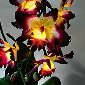 Композиция-ночник из орхидеи "Малинка"