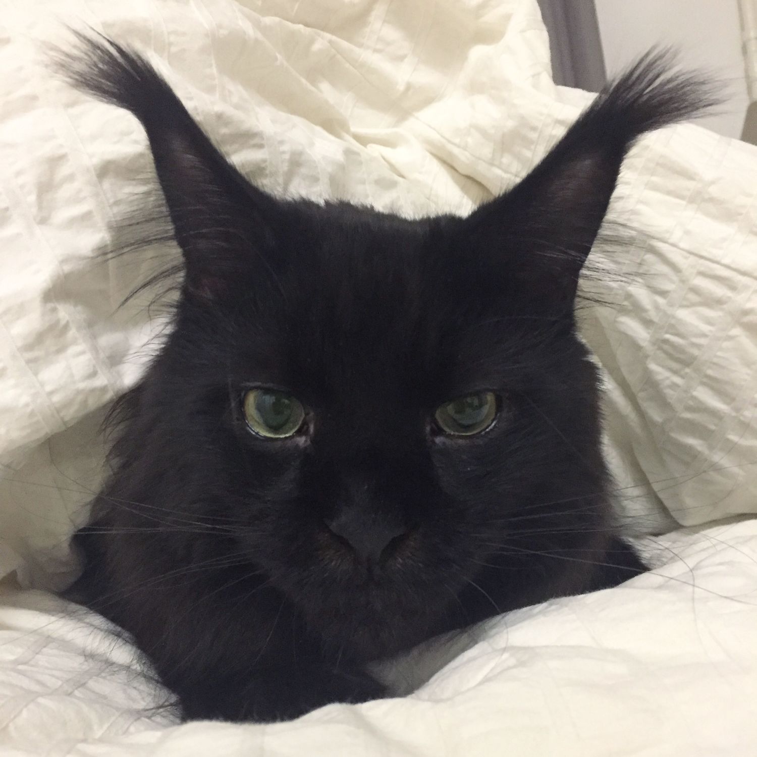 Которысь Мафиози)