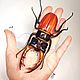 Заказать Жук Рогач или жук Олень. Lucanus cervus (фигурка). Букашки. Ярмарка Мастеров. . Статуэтки Фото №3