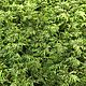 Stabilized fern moss (1 kg) from the manufacturer. Natural materials. Антонина Литовкина - Озеленение (Планета Флористики). My Livemaster. Фото №5