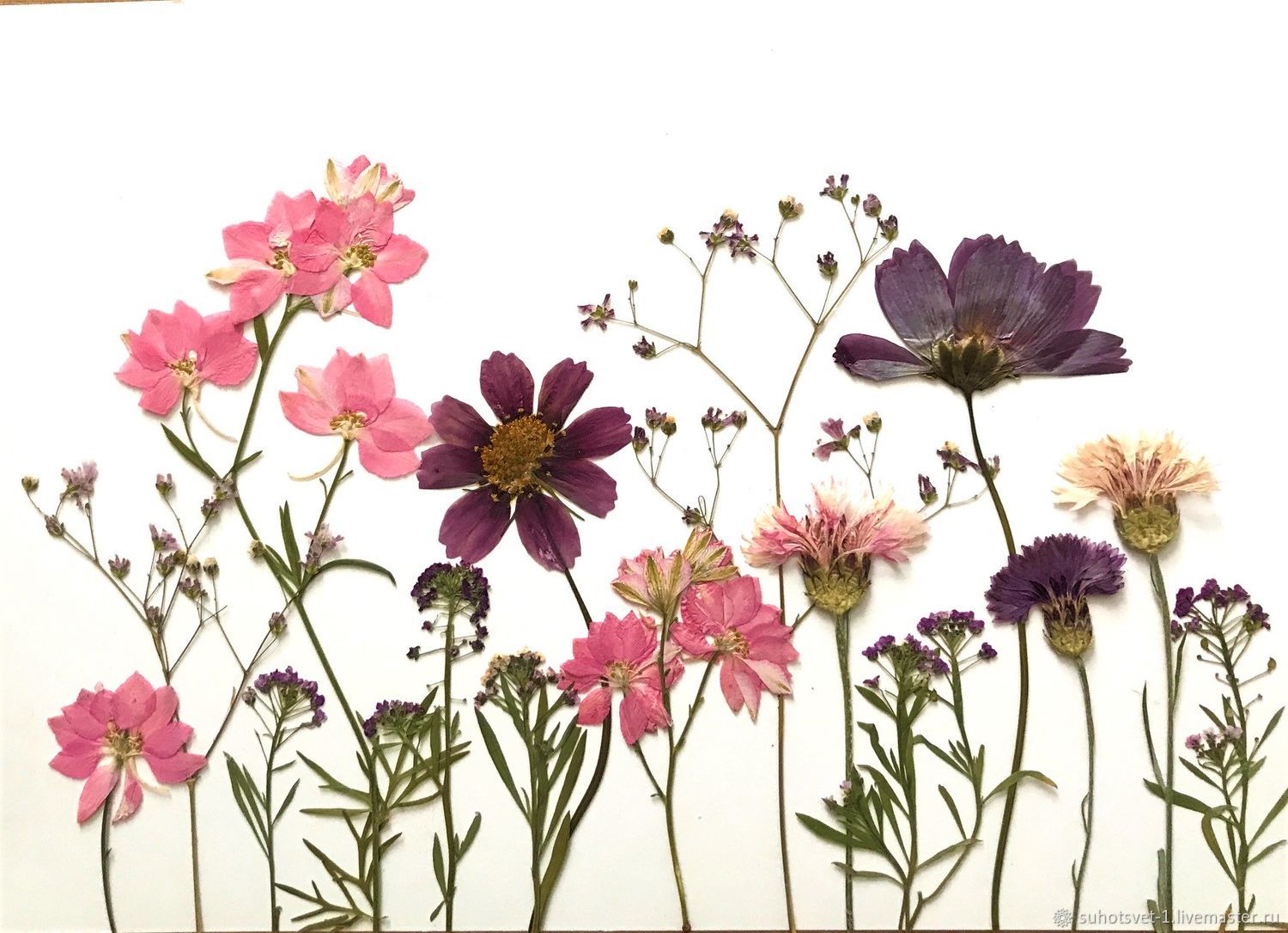 Набор растений плоской сушки № 14, цветочный микс в интернет-магазине ...