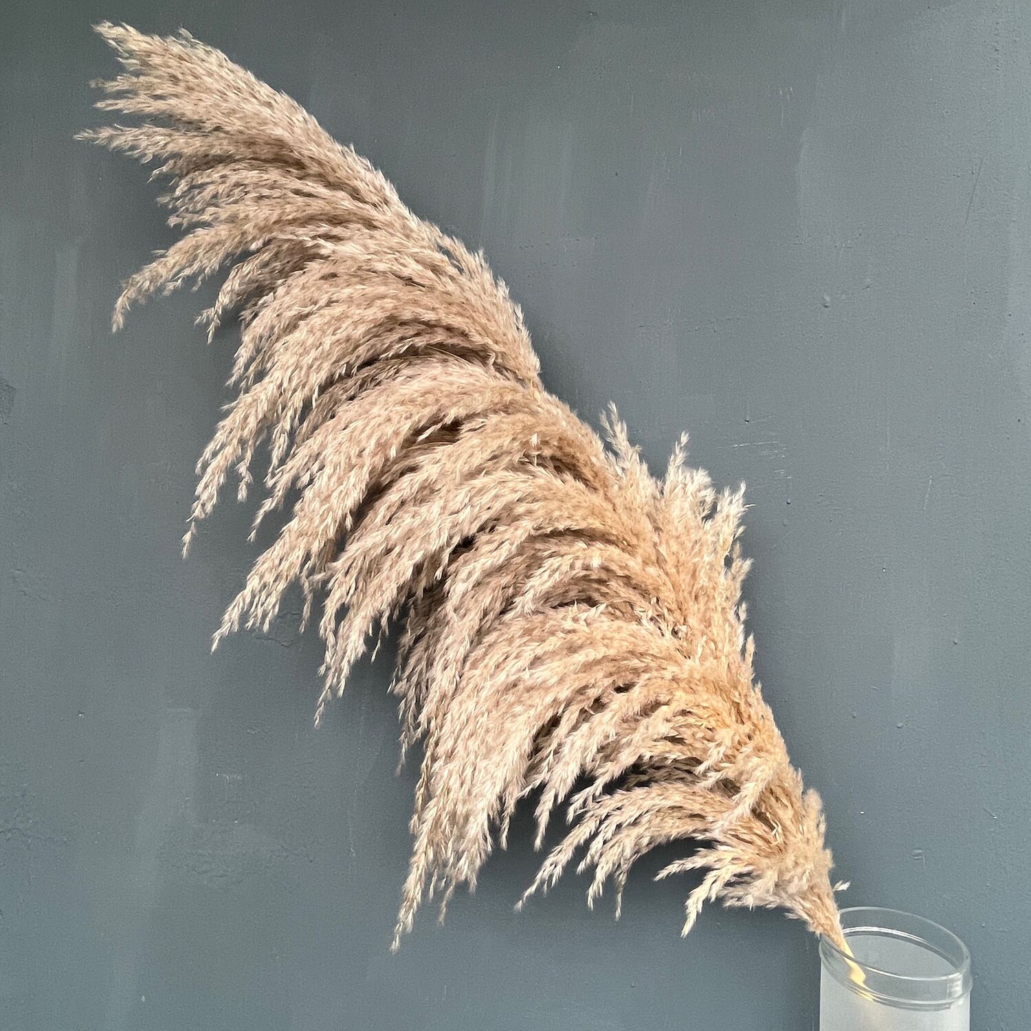 Пампасная трава 7 шт Премиум букет в интернет-магазине на Ярмарке ...