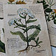 Quadriptych: ' Medicinal herbs' on coffee paper. Pictures. katfray. My Livemaster. Фото №5